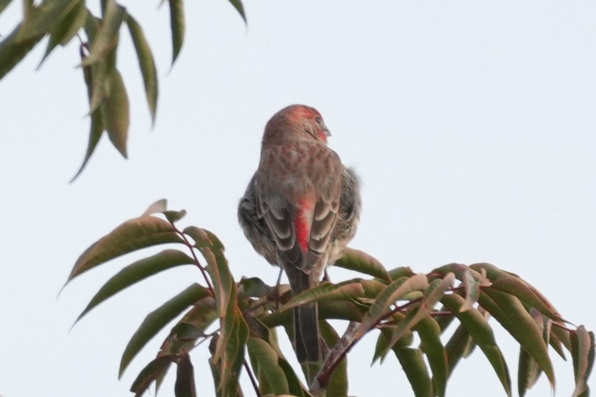House Finch - ML647595849