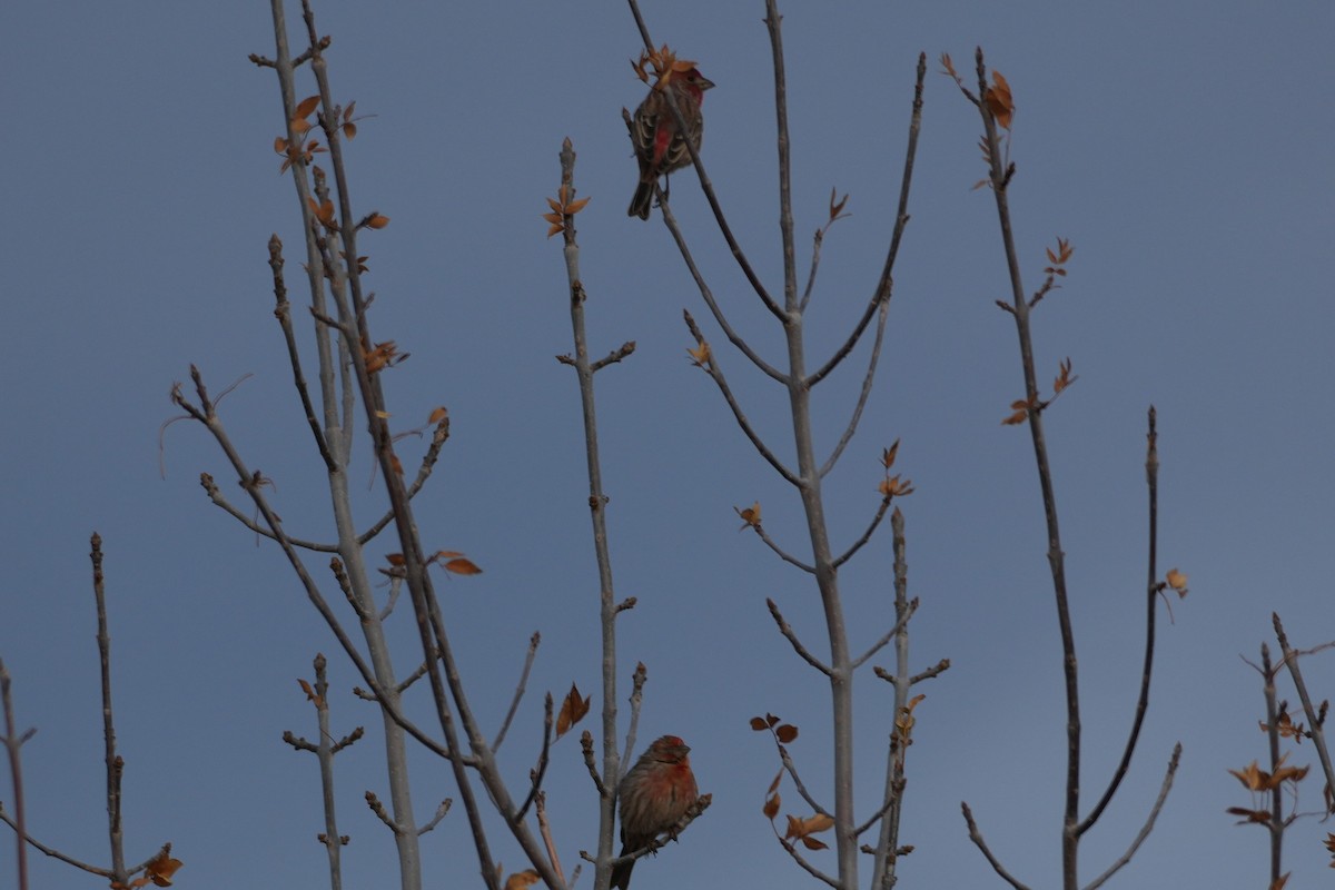 House Finch - ML647595850