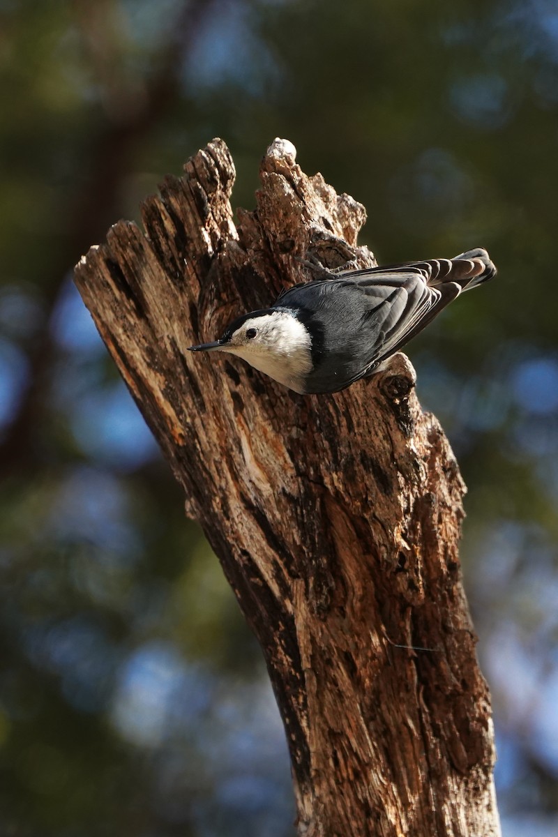 White-breasted Nuthatch - ML647595890