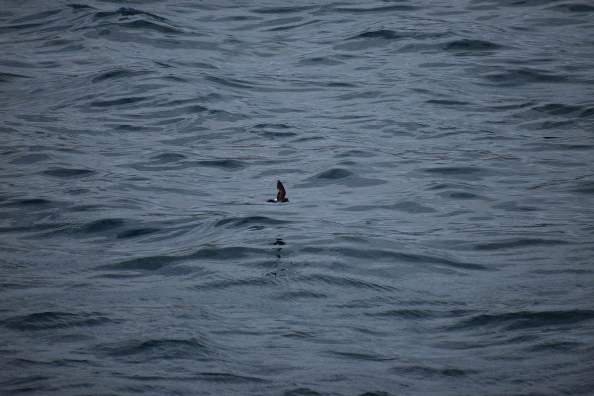 Elliot's Storm-Petrel - ML647595896