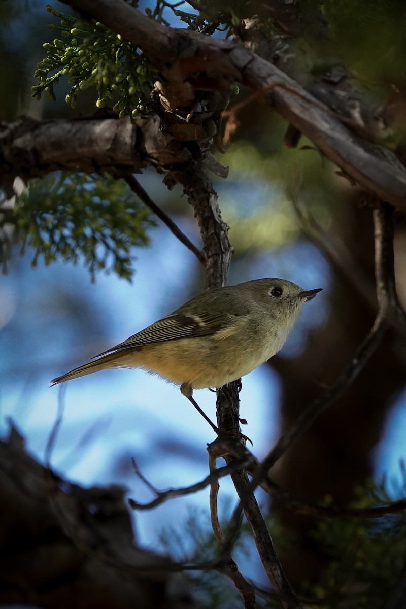 Ruby-crowned Kinglet - ML647595900