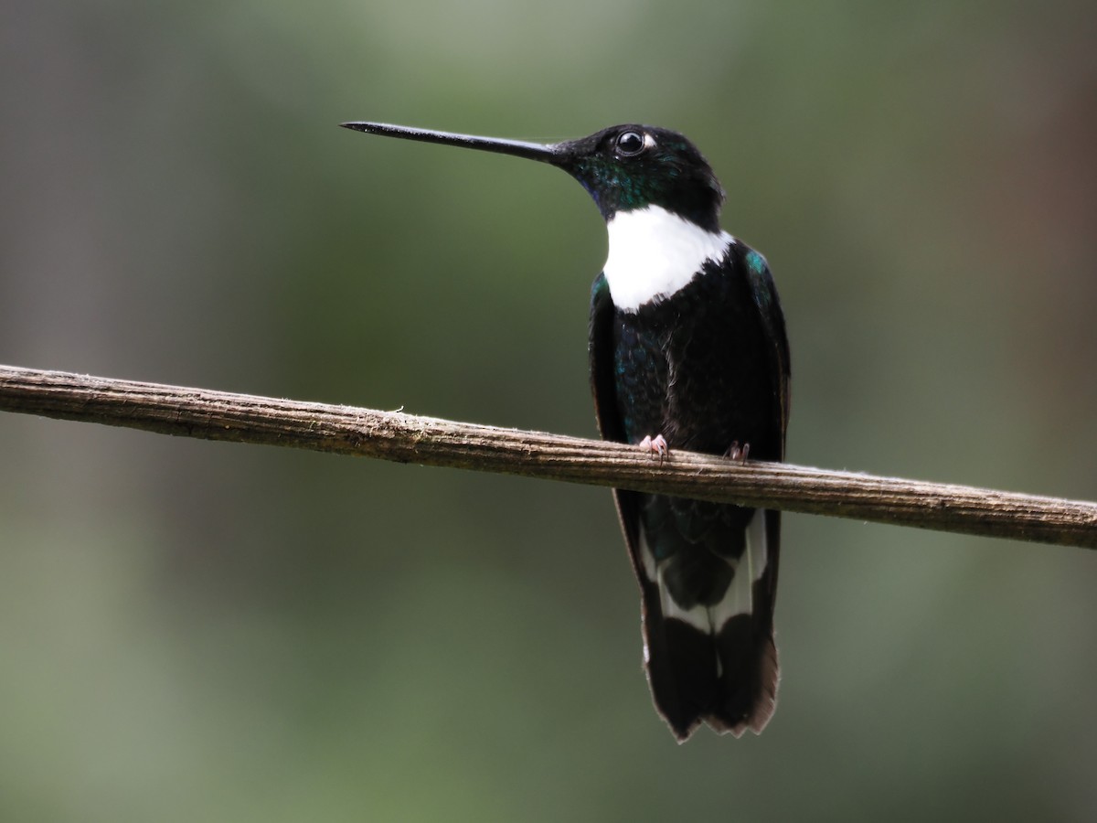 Collared Inca (Collared) - ML647595901