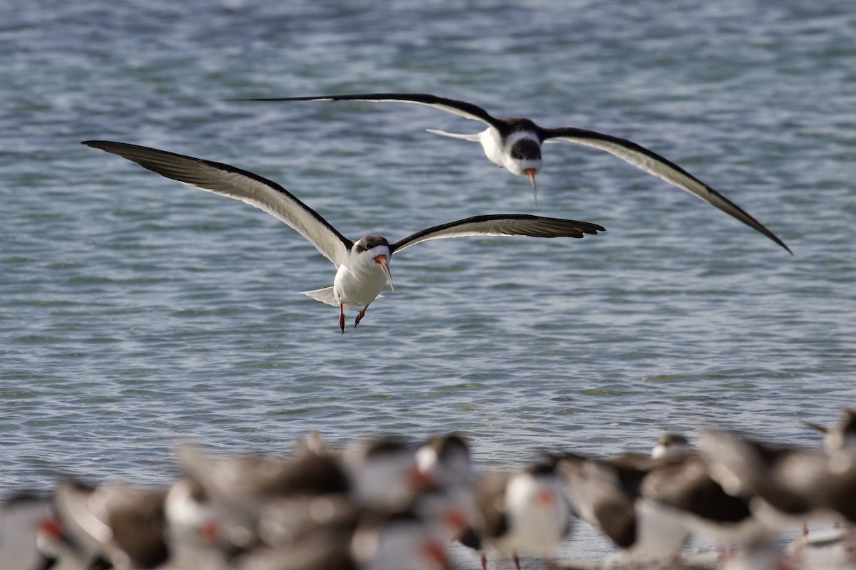 Black Skimmer - ML647595904