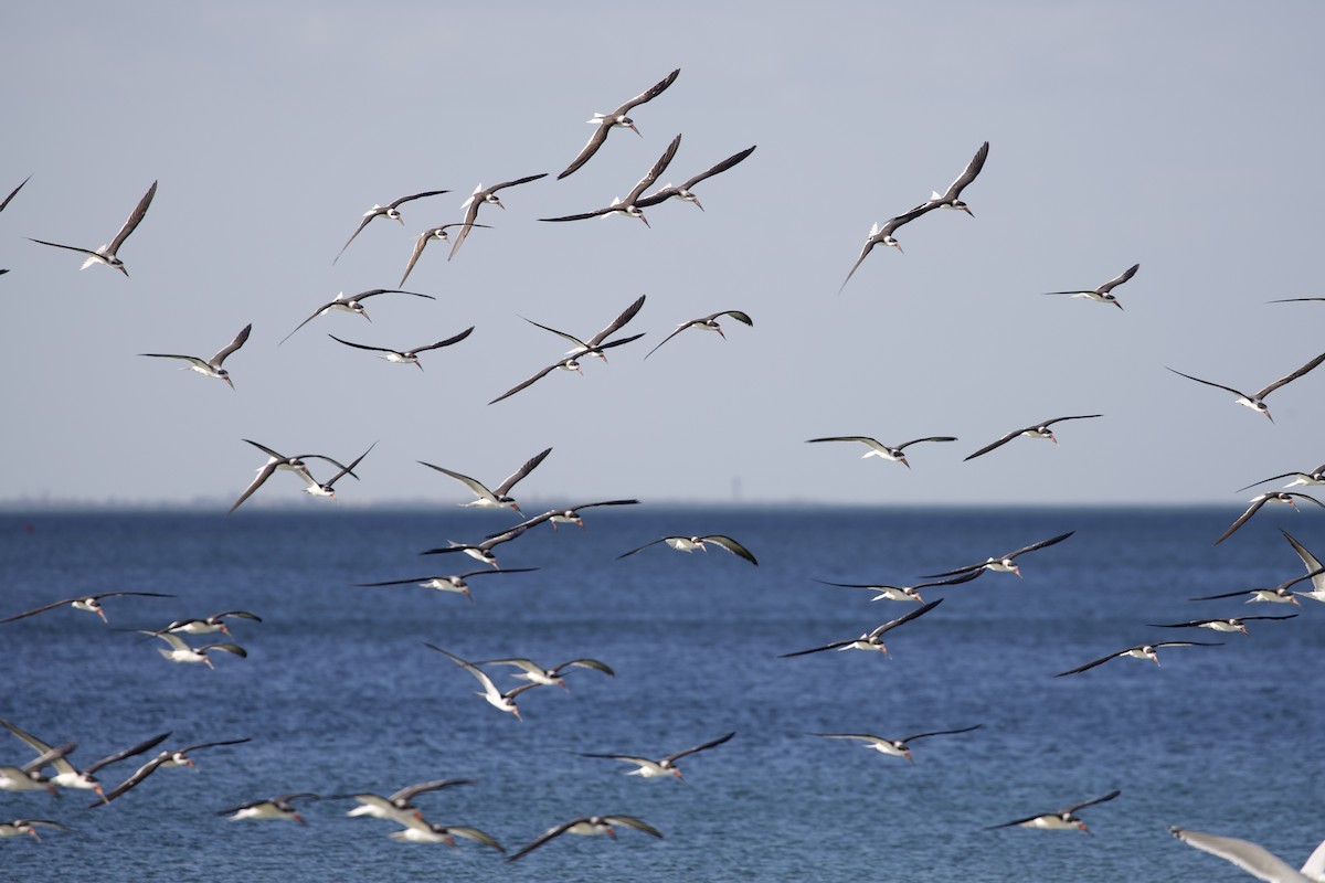Black Skimmer - ML647595905