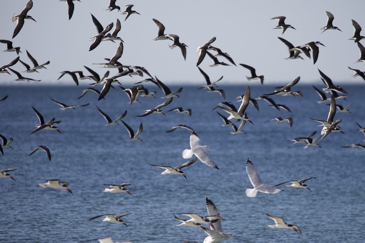 Black Skimmer - ML647595906