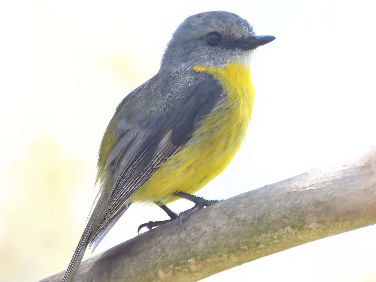 Eastern Yellow Robin - ML647595907