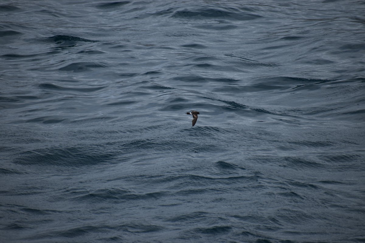 Elliot's Storm-Petrel - ML647595908
