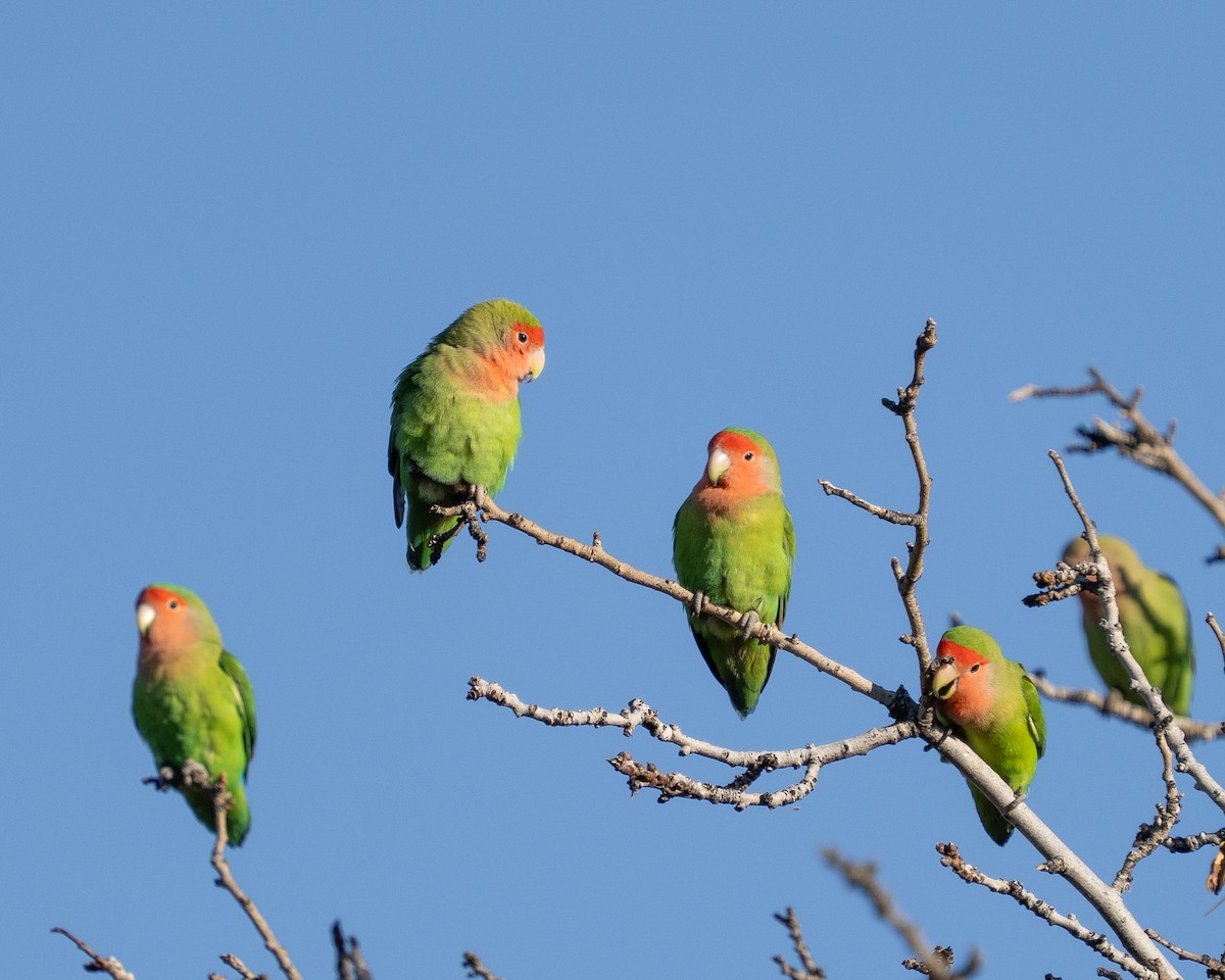 Rosy-faced Lovebird - ML647595909