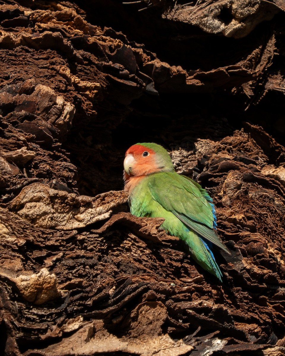 Rosy-faced Lovebird - ML647595910