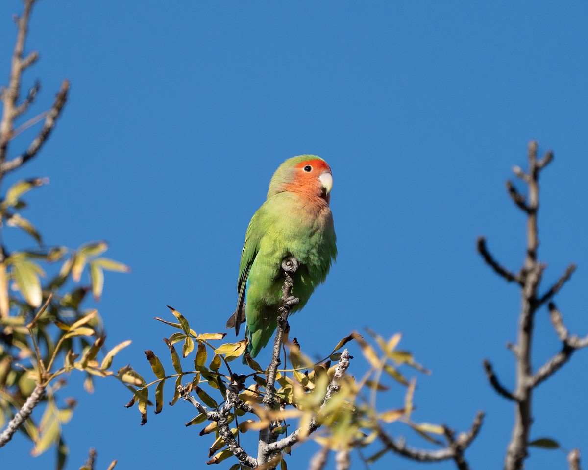 Rosy-faced Lovebird - ML647595911