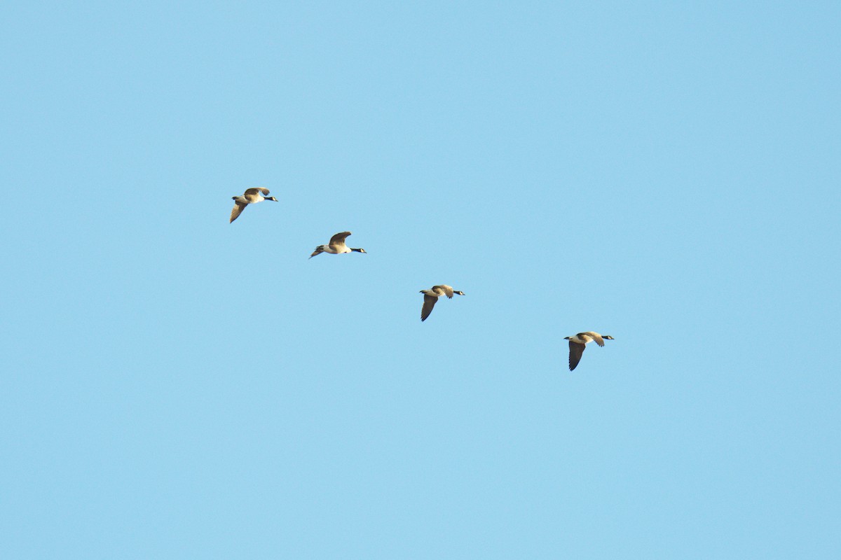 Canada Goose - ML647595912