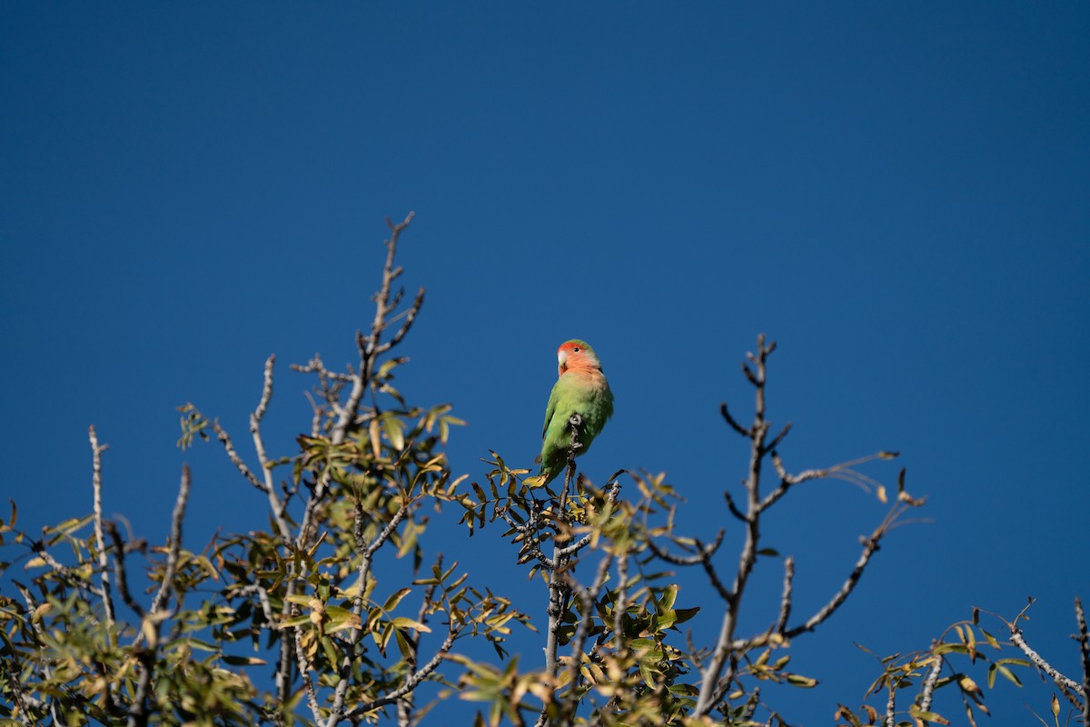 Rosy-faced Lovebird - ML647595913