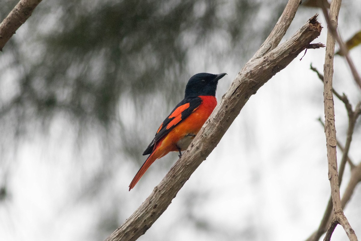 Scarlet Minivet - ML647595914