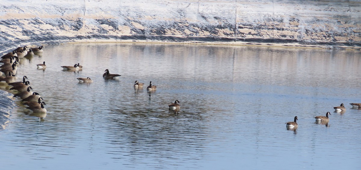 Canada Goose - ML647595915