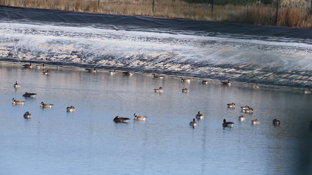 Canada Goose - ML647595916