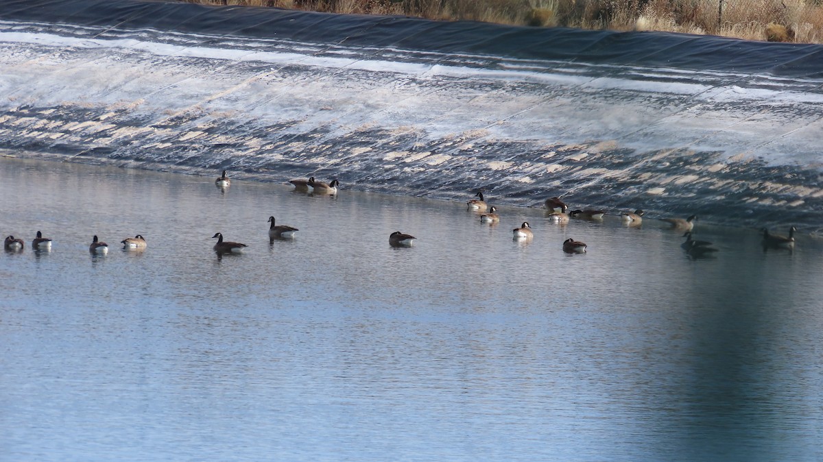 Canada Goose - ML647595917
