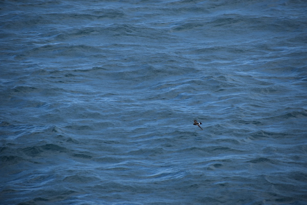 Elliot's Storm-Petrel - ML647595918