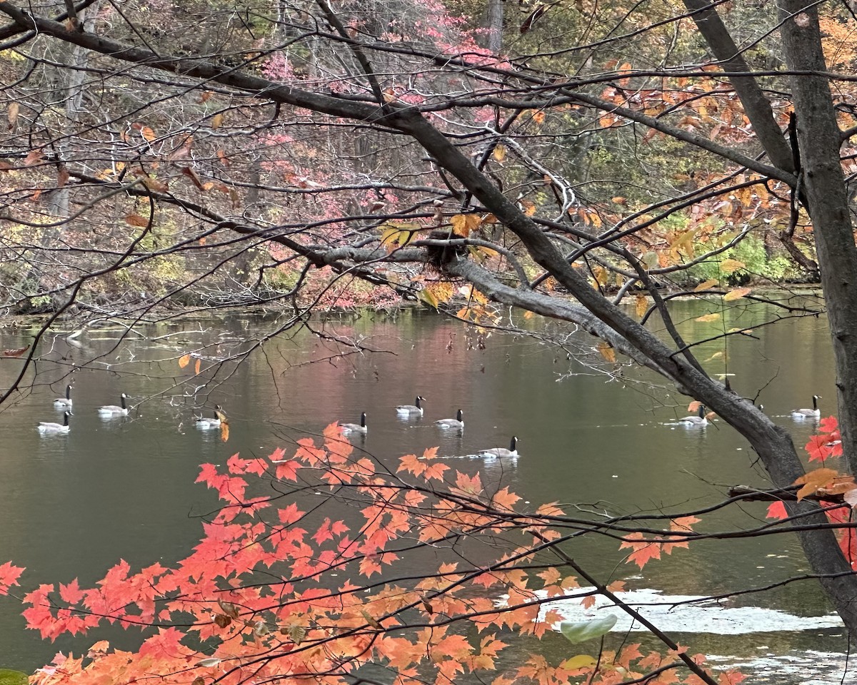 Canada Goose - ML647595919