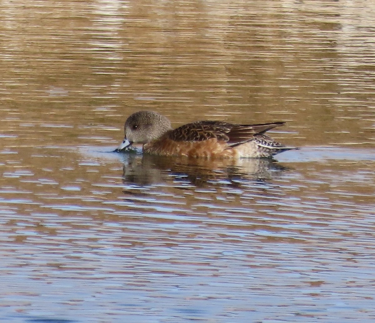 American Wigeon - ML647595920