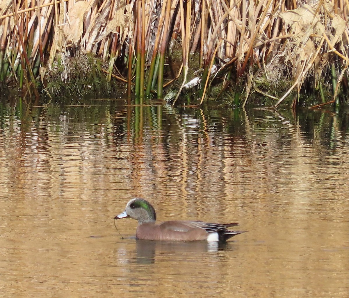 American Wigeon - ML647595921