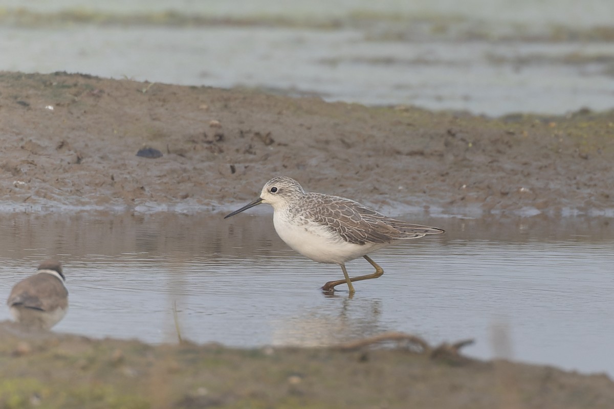 Marsh Sandpiper - ML647595922