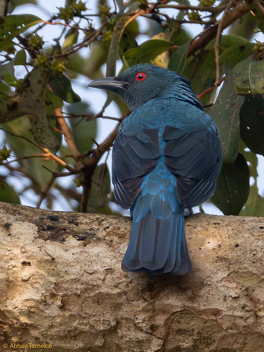 Asian Fairy-bluebird - ML647595923