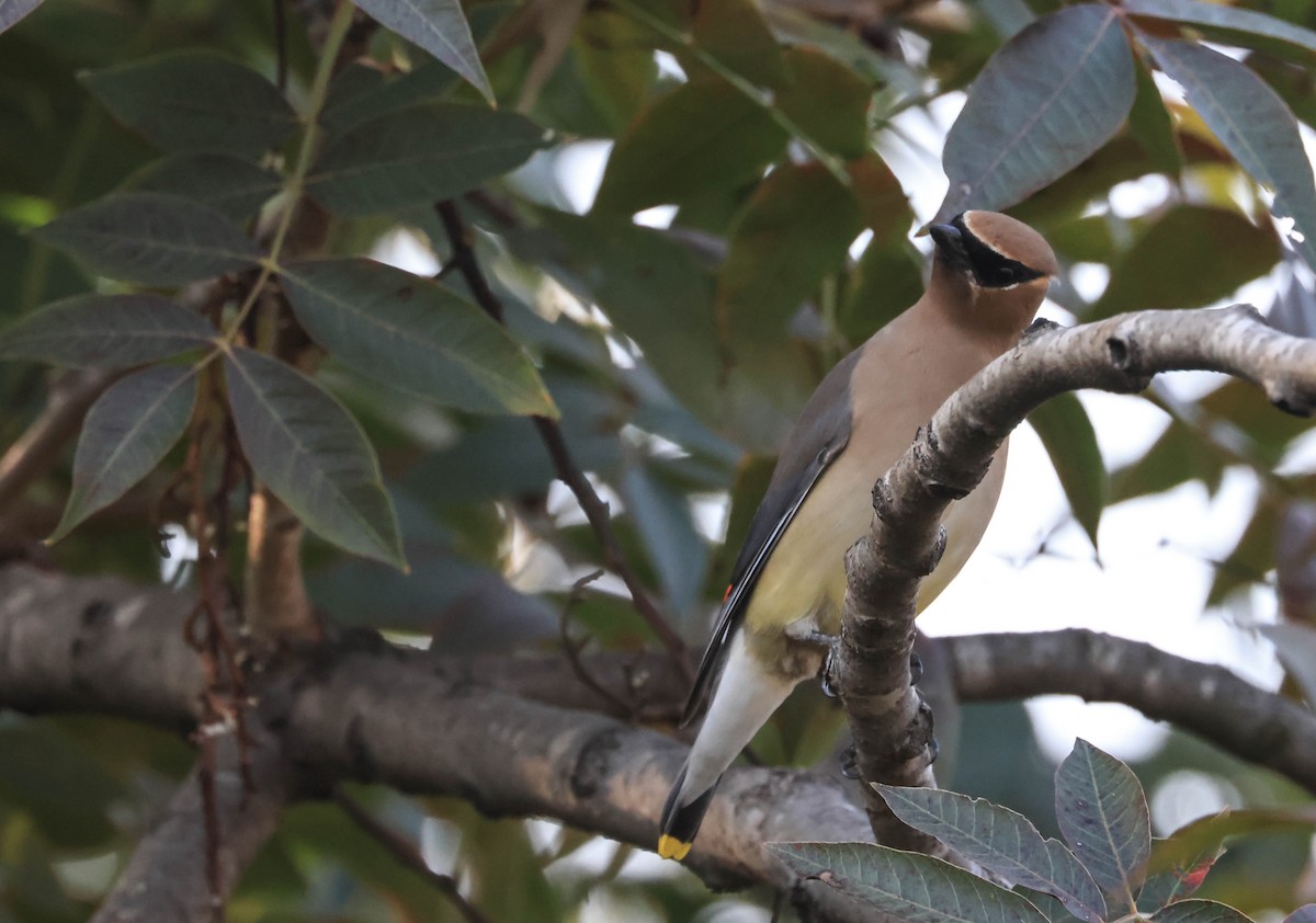 Cedar Waxwing - ML647595924