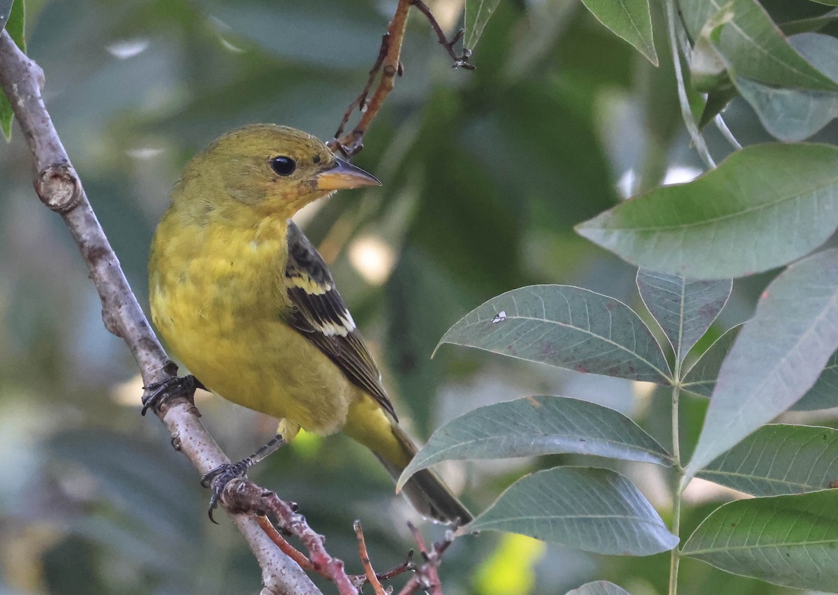 Western Tanager - ML647595926