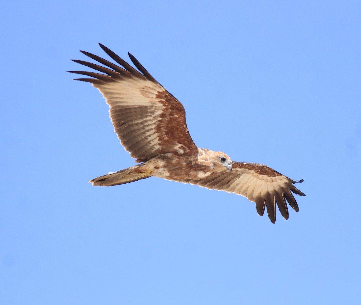 Brahminy Kite - ML647595928