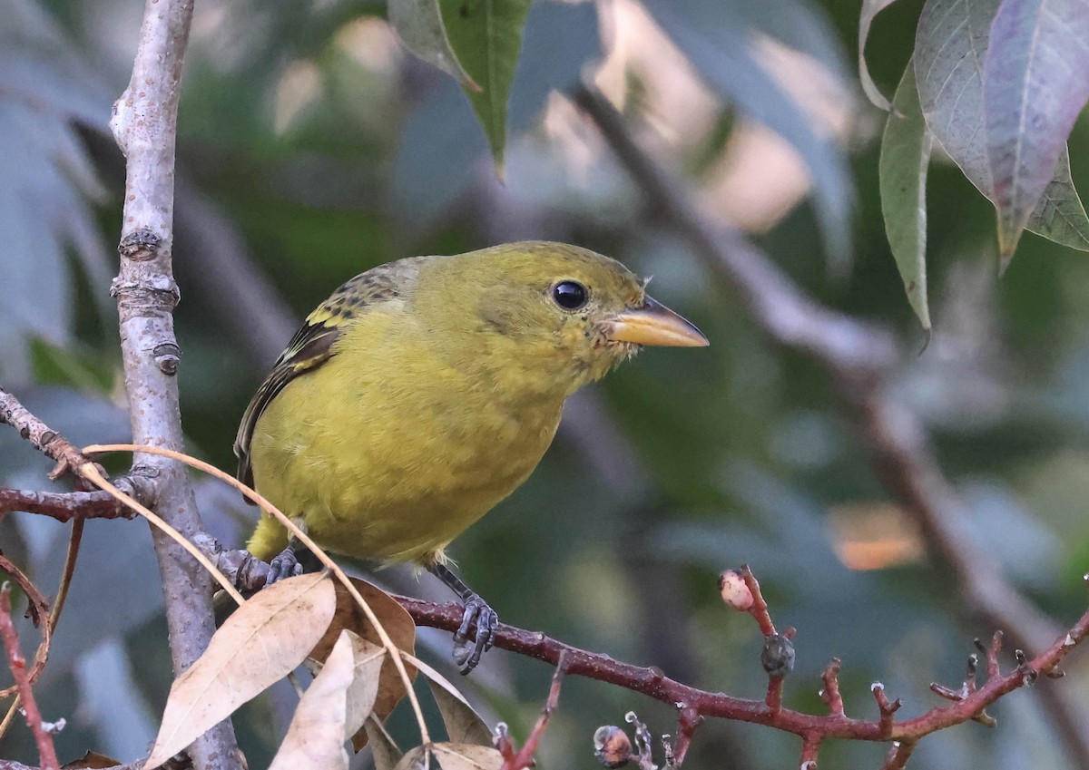 Western Tanager - ML647595929