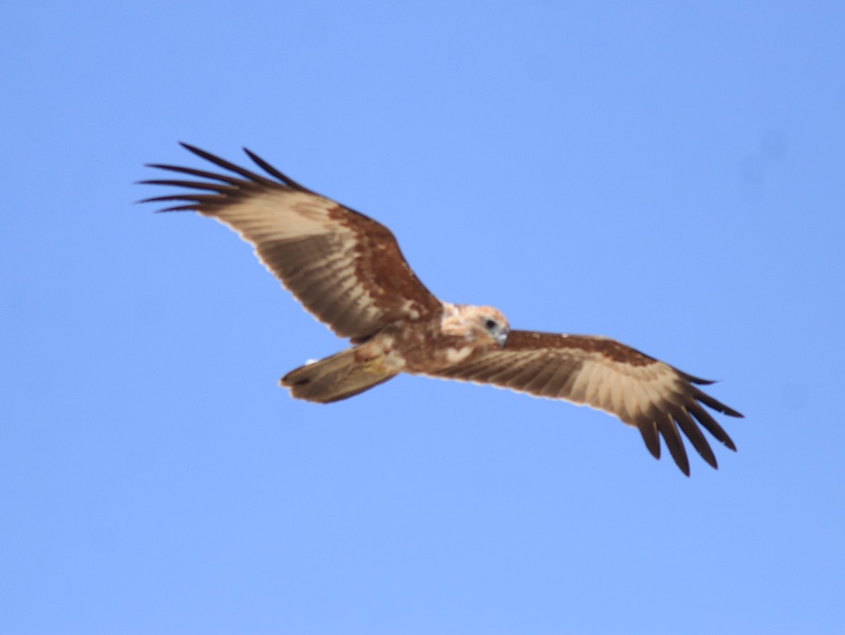 Brahminy Kite - ML647595930