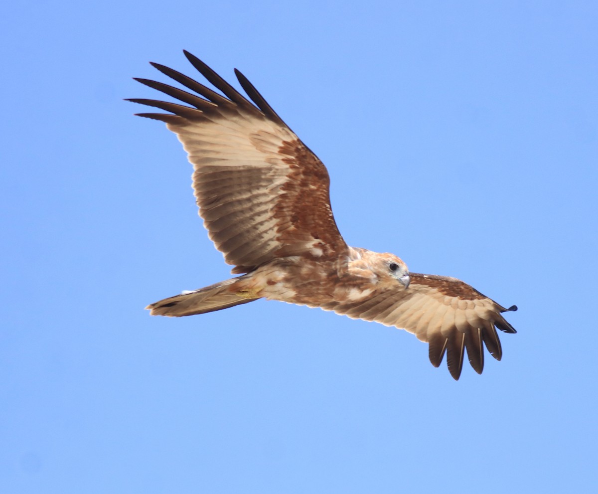 Brahminy Kite - ML647595931