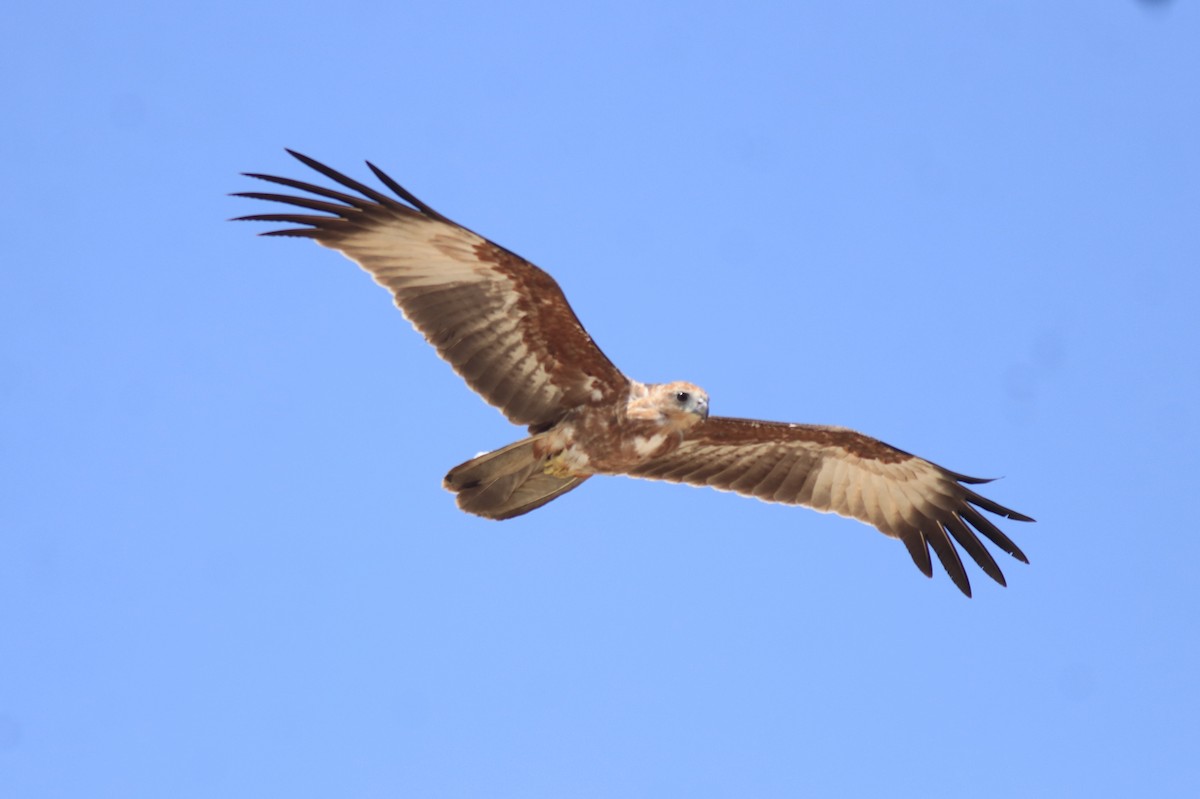 Brahminy Kite - ML647595932