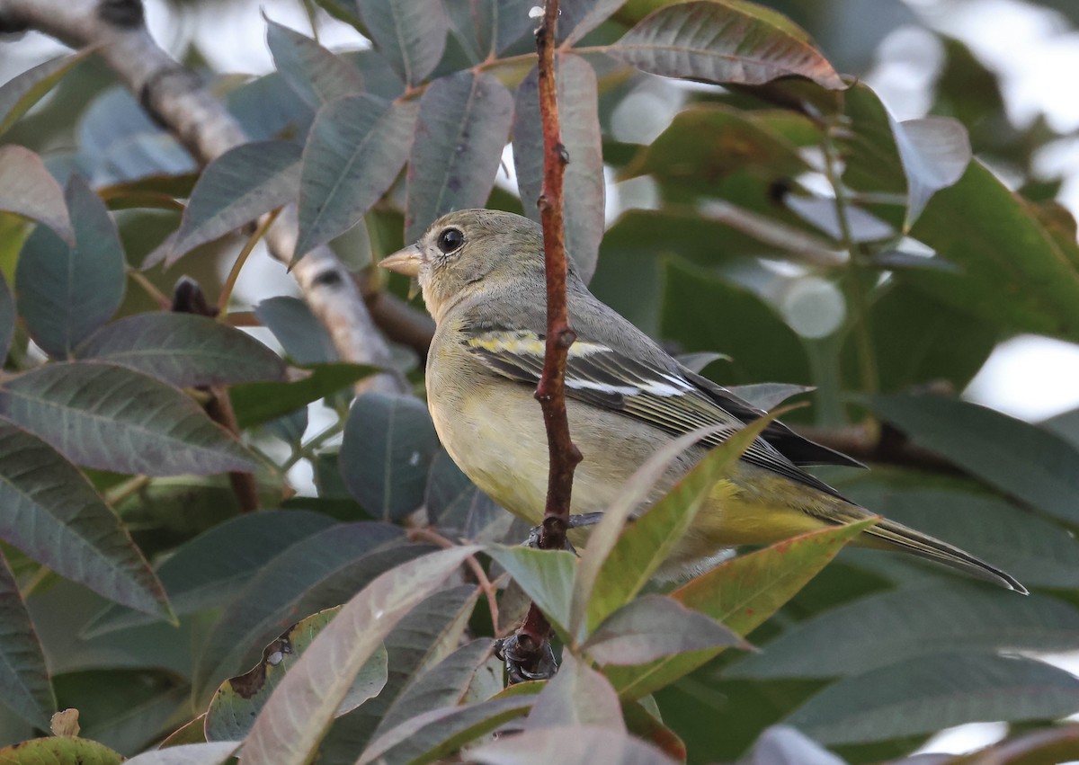 Western Tanager - ML647595933