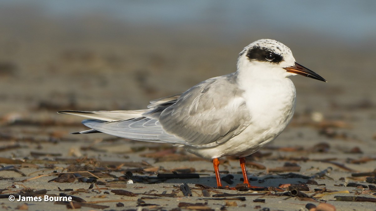 Forster's Tern - ML647595935