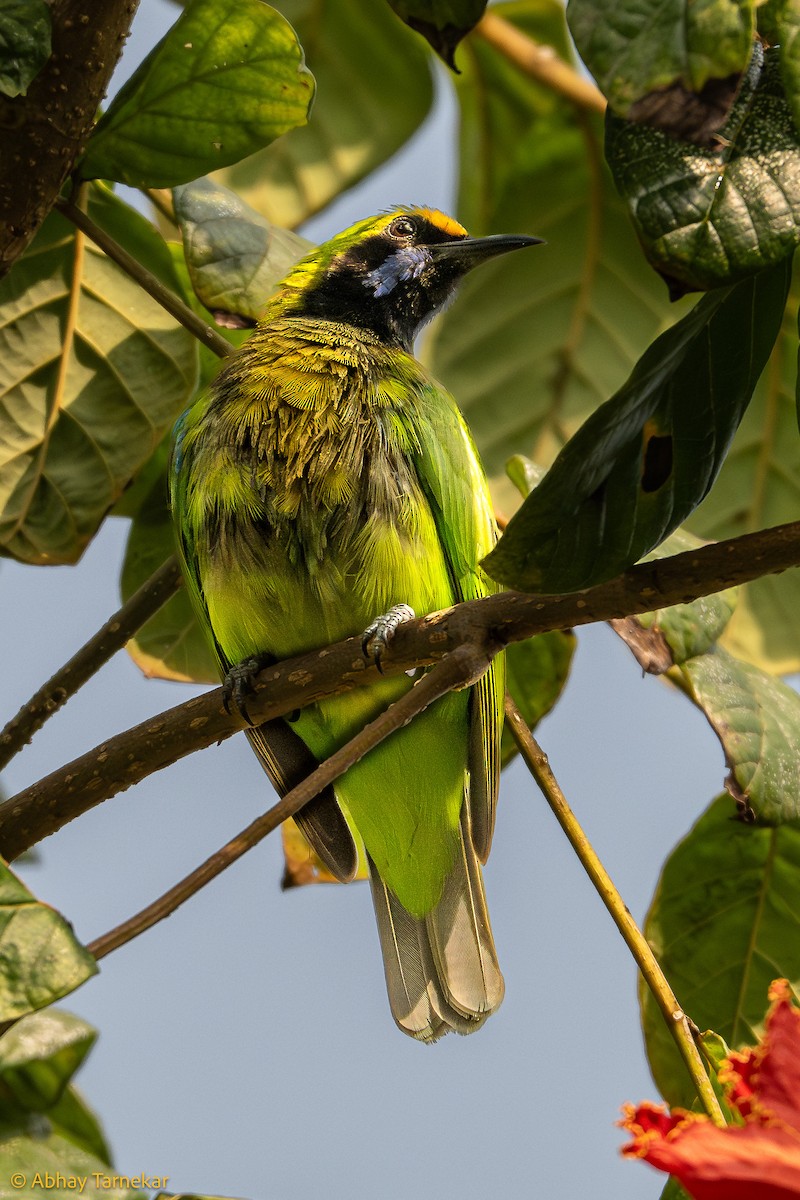 Золотолобая листовка - ML647595971