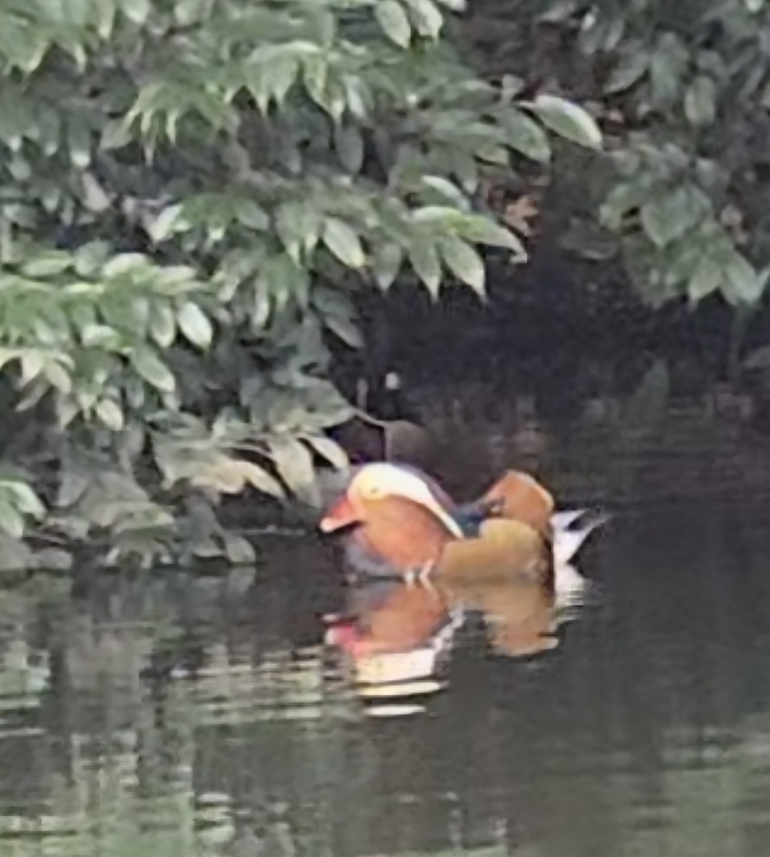 Мандаринка - ML647596002