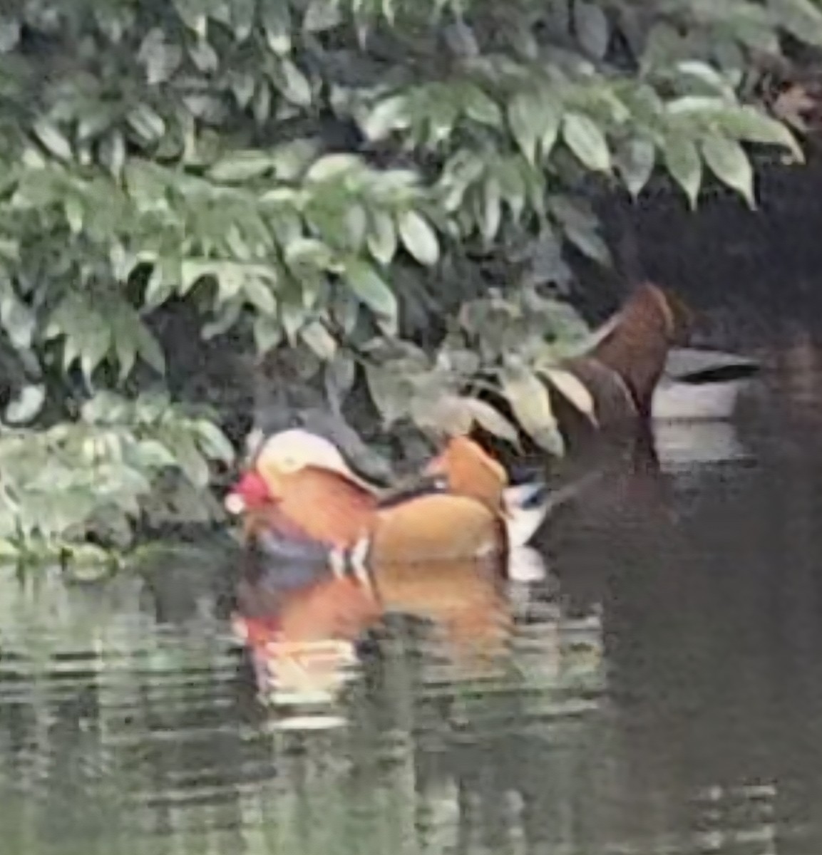 Мандаринка - ML647596007