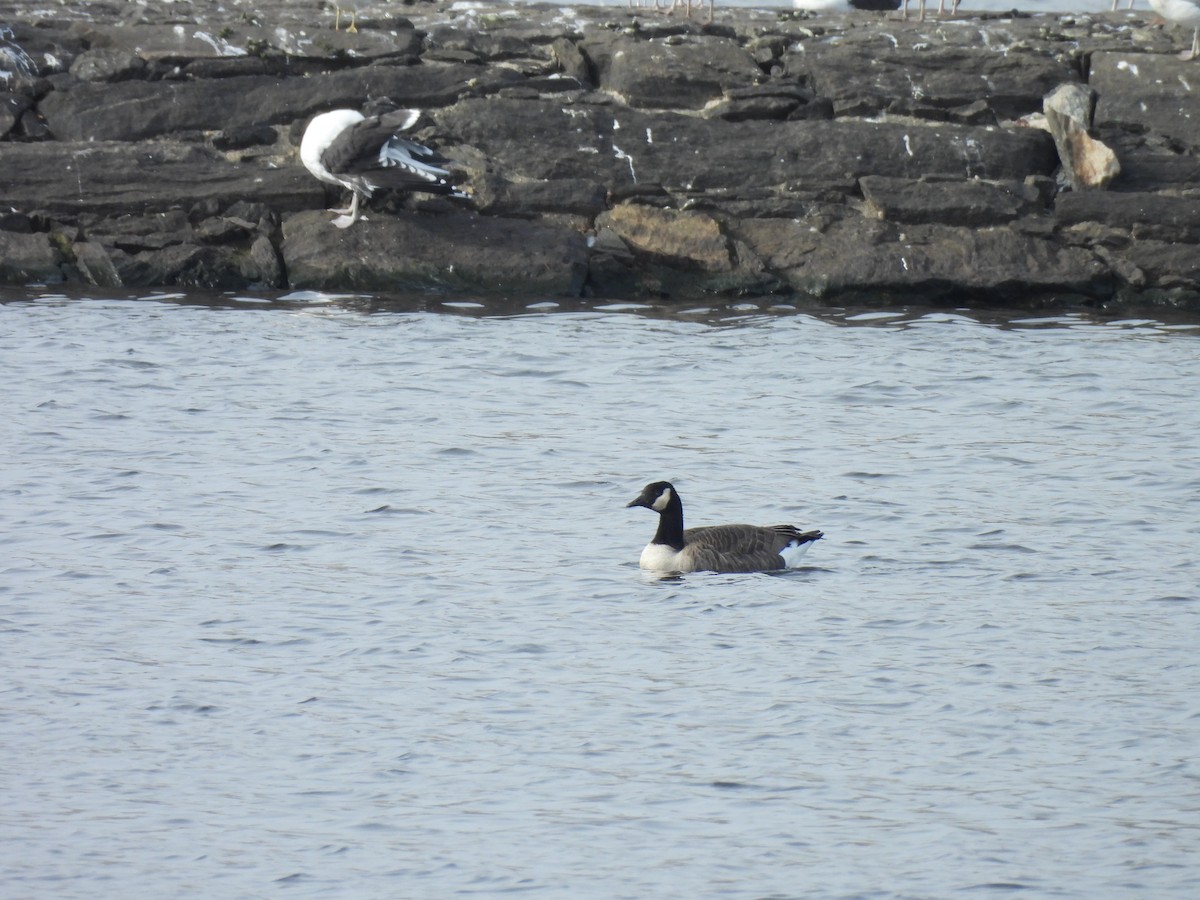 Canada Goose - ML647596008