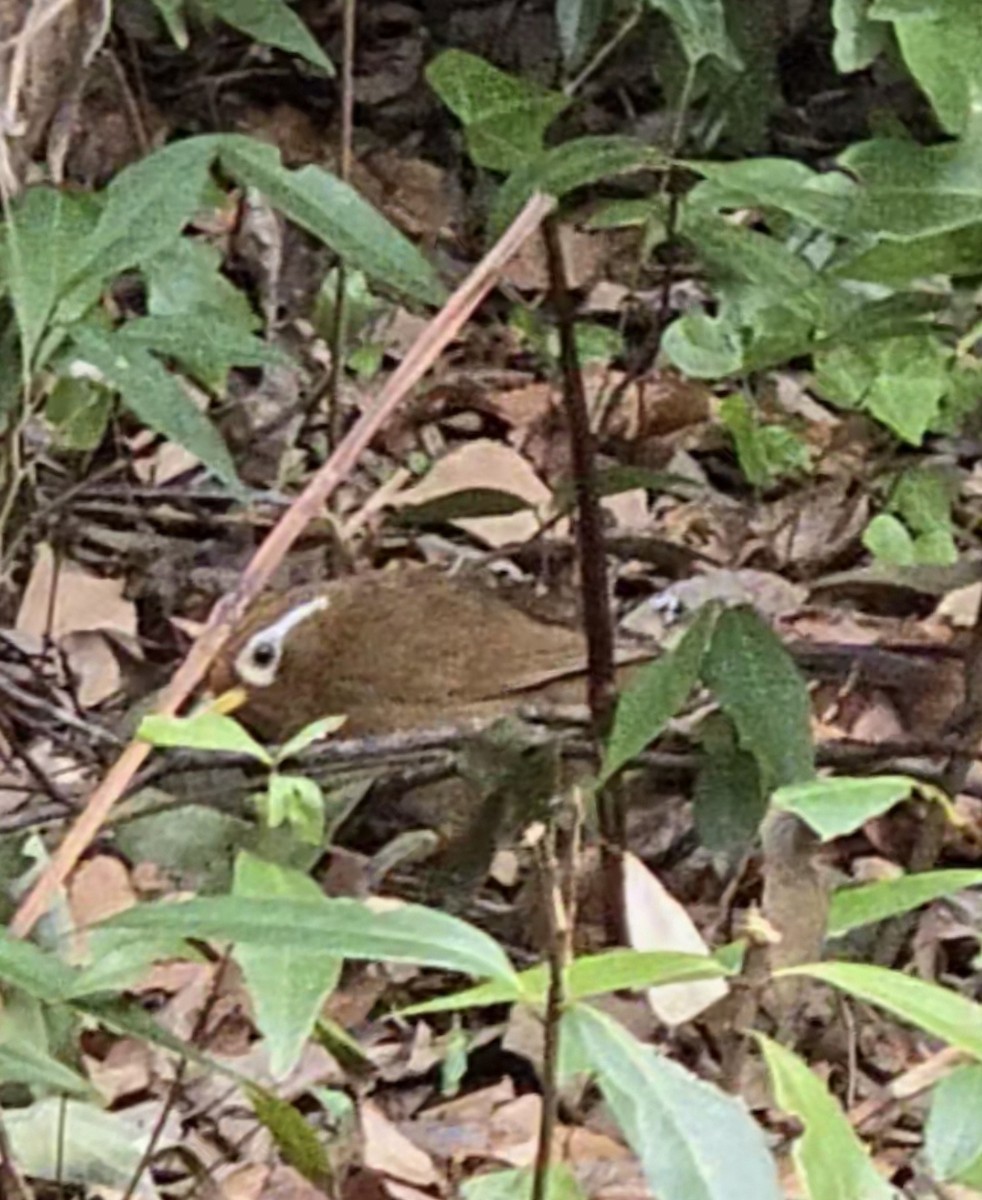 Гуамея світлоока - ML647596010