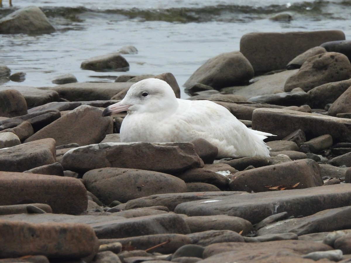 Gavión Hiperbóreo - ML647596012