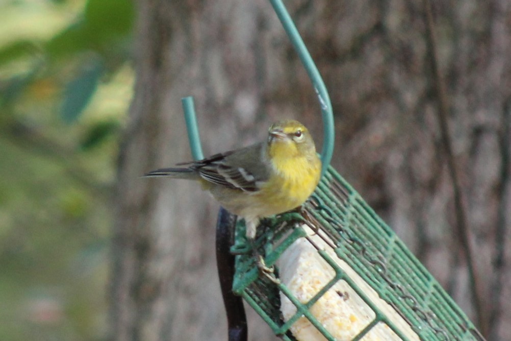 Pine Warbler - ML647596018