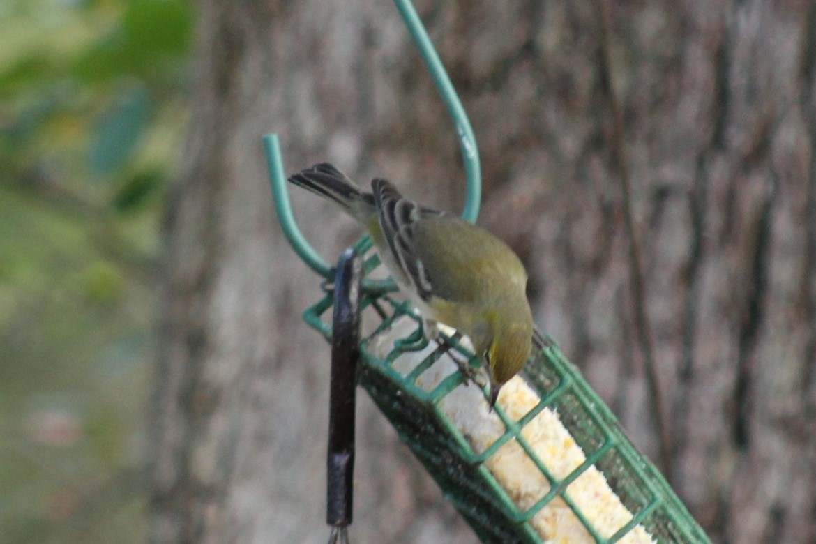 Pine Warbler - ML647596019