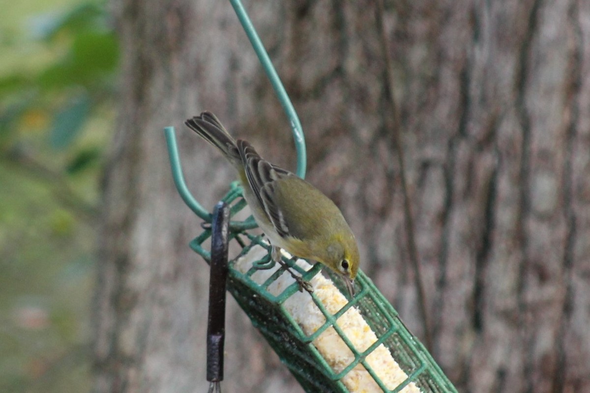 Pine Warbler - ML647596020
