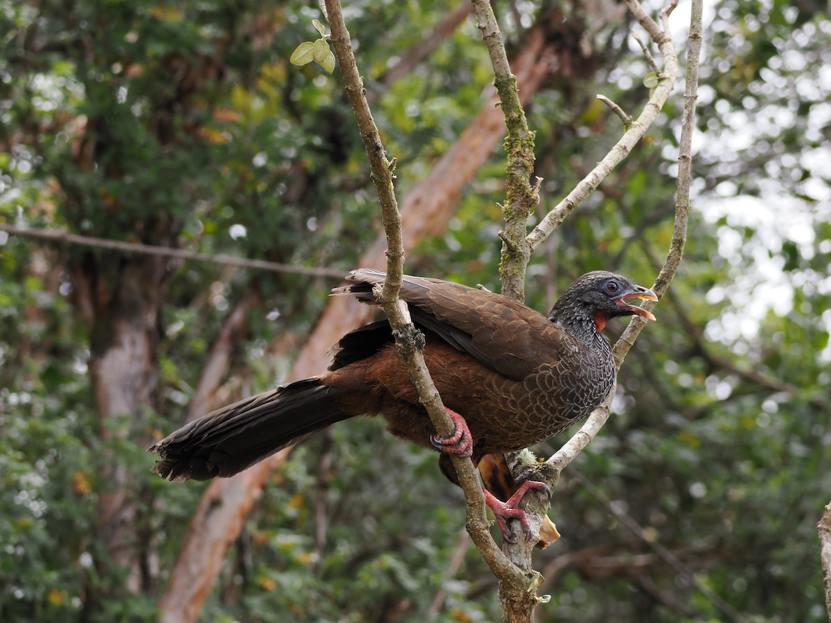 Andean Guan - ML647596025