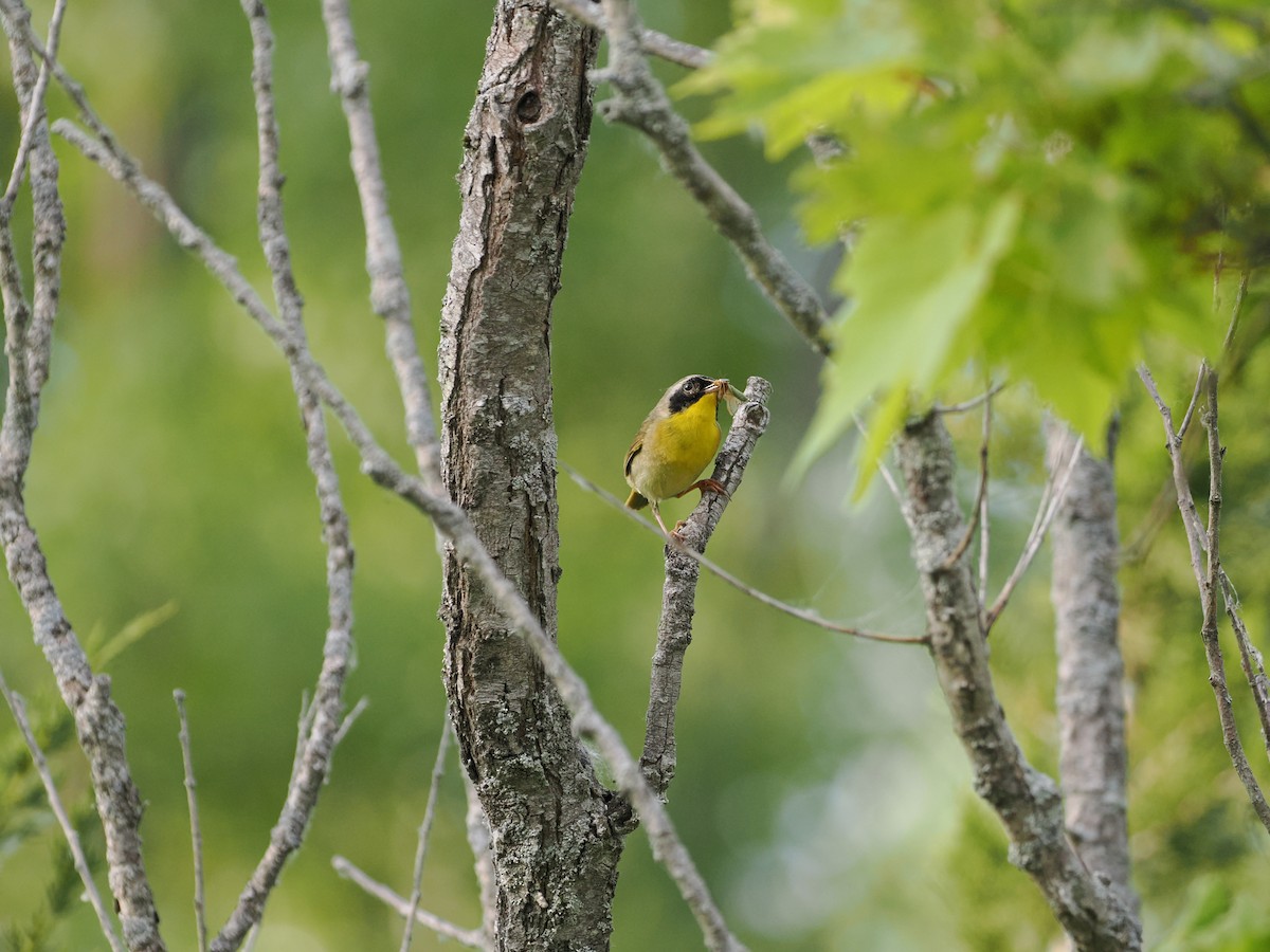 Common Yellowthroat - ML647596035