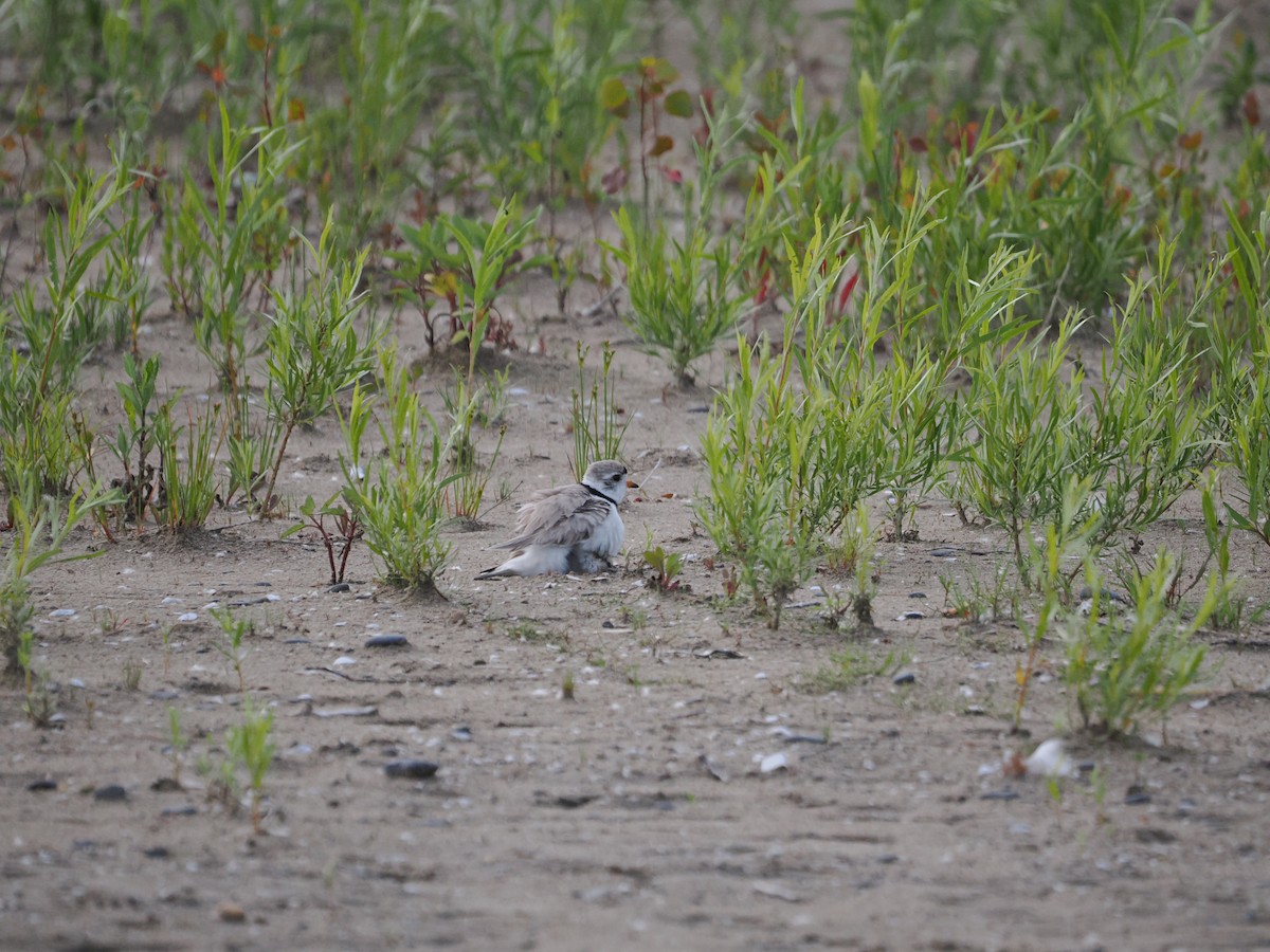 Islıkçı Cılıbıt - ML647596040