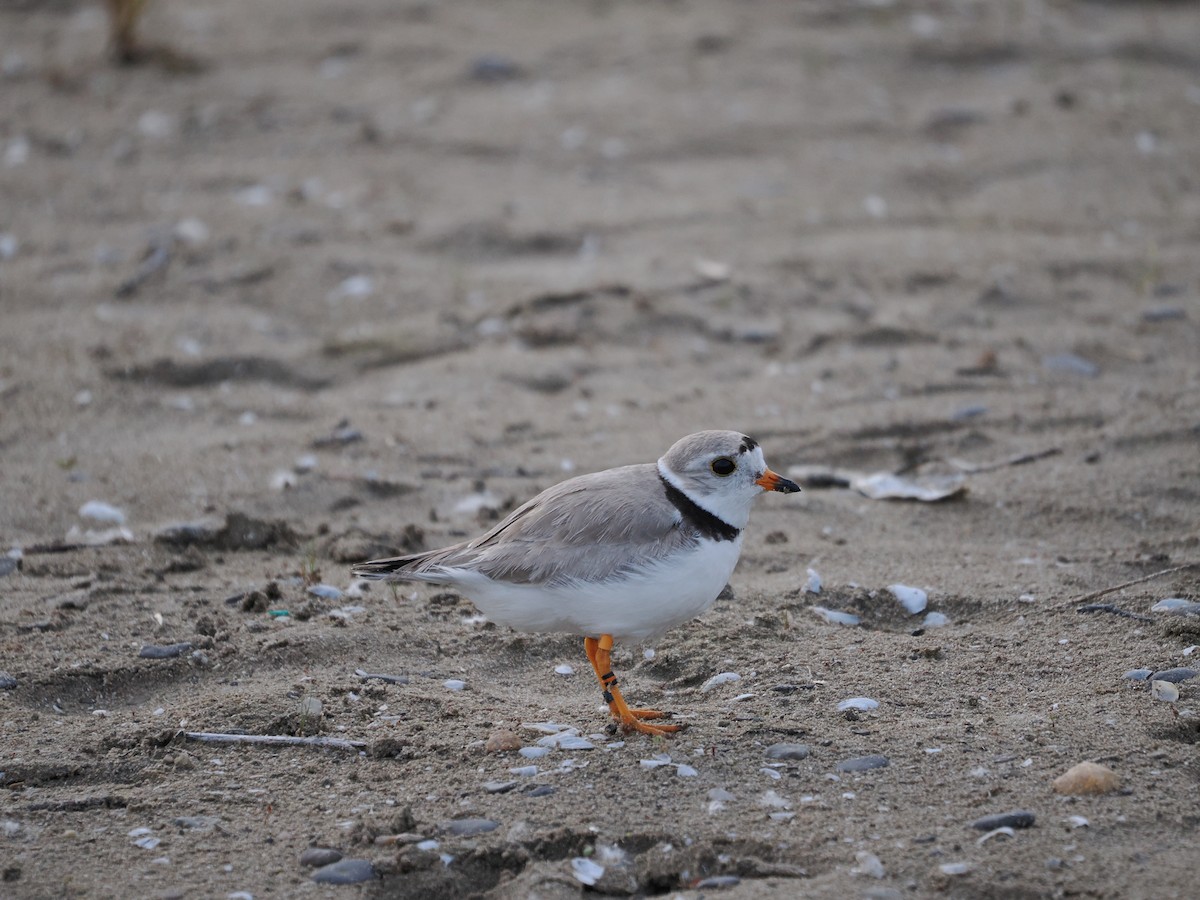 Islıkçı Cılıbıt - ML647596046