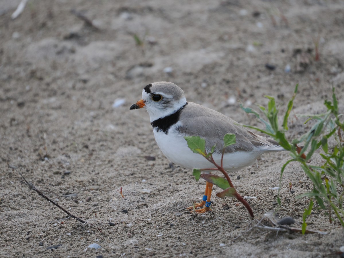 Islıkçı Cılıbıt - ML647596049