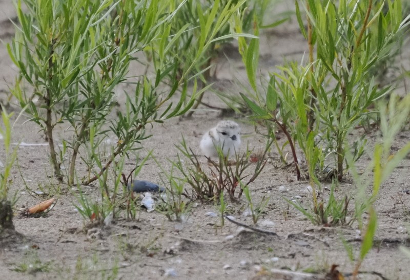 Islıkçı Cılıbıt - ML647596054